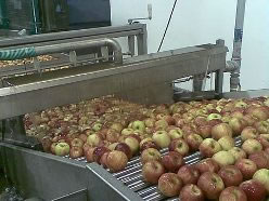 apple packing